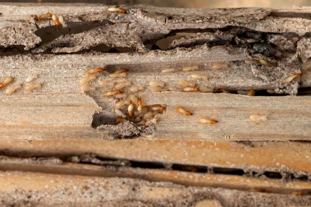 Insect Control in Churchill, OH